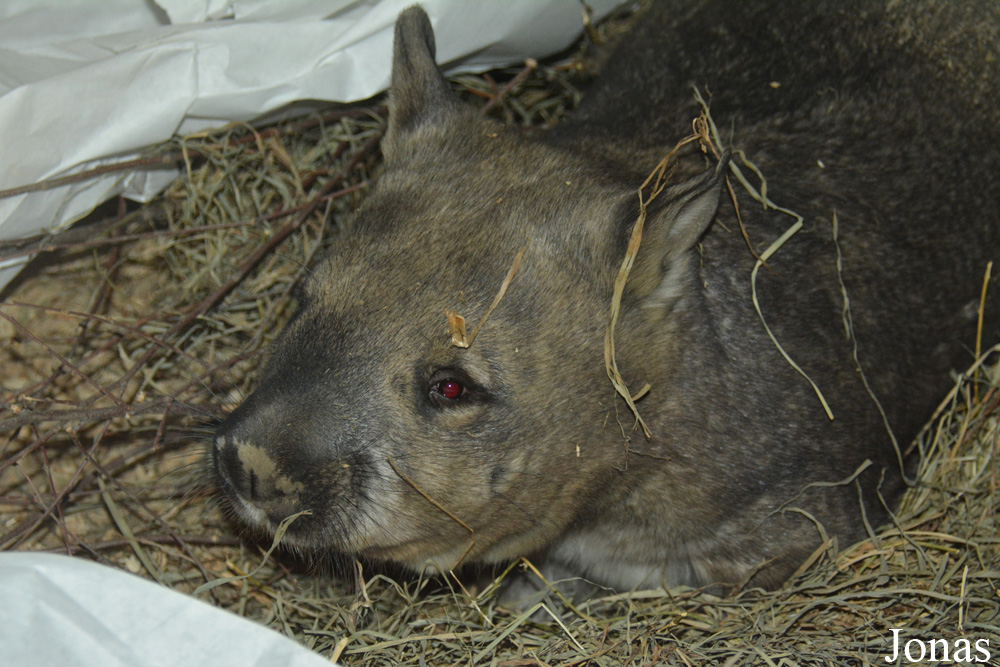 Lasiorhinus latifrons