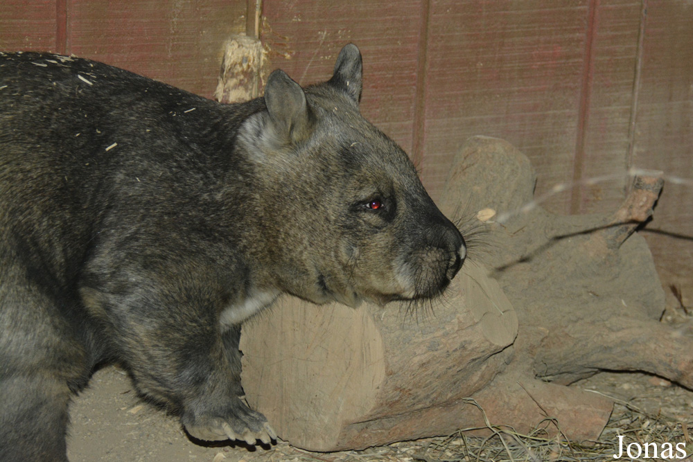 Lasiorhinus latifrons