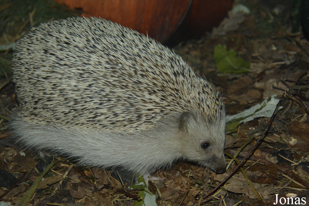 Atelerix albiventris
