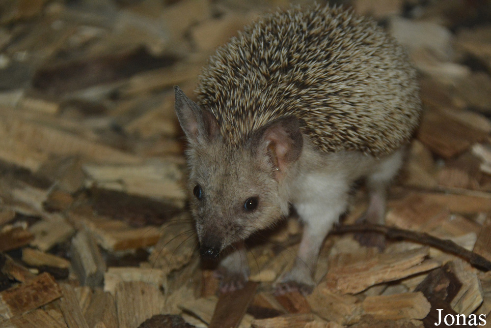 Hemiechinus auritus