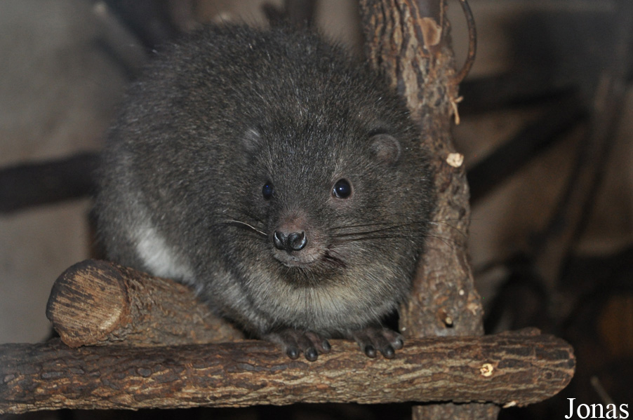 Dendrohyrax arboreus