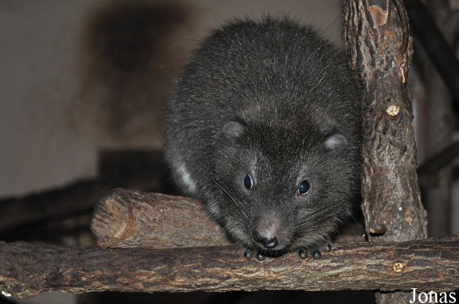 Dendrohyrax arboreus