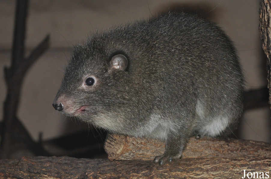 Dendrohyrax arboreus