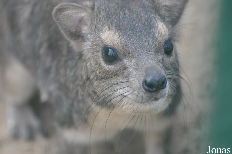 Heterohyrax brucei