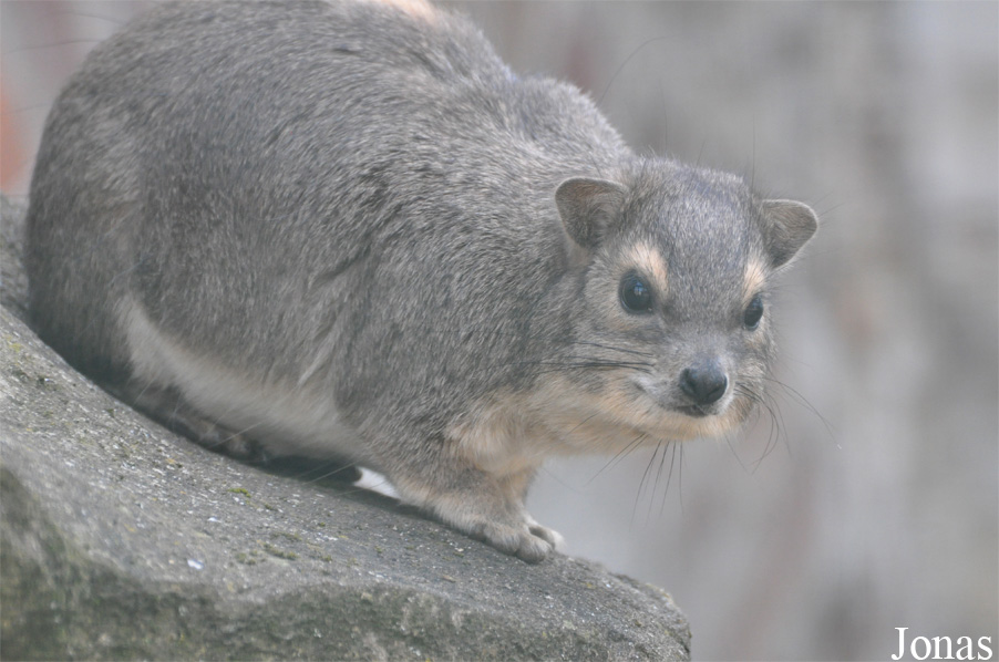 Heterohyrax brucei