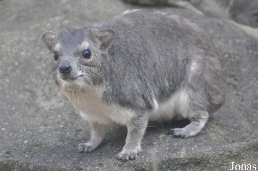 Heterohyrax brucei