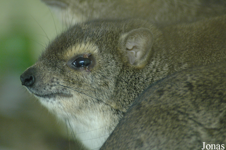 Heterohyrax brucei