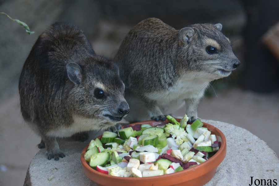 Heterohyrax brucei