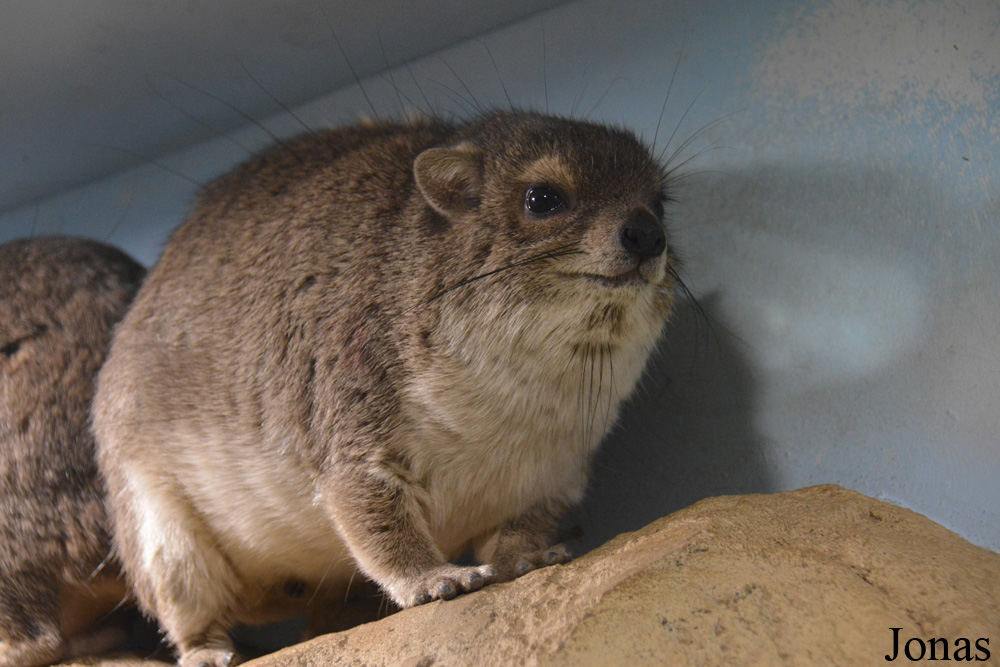 Heterohyrax brucei