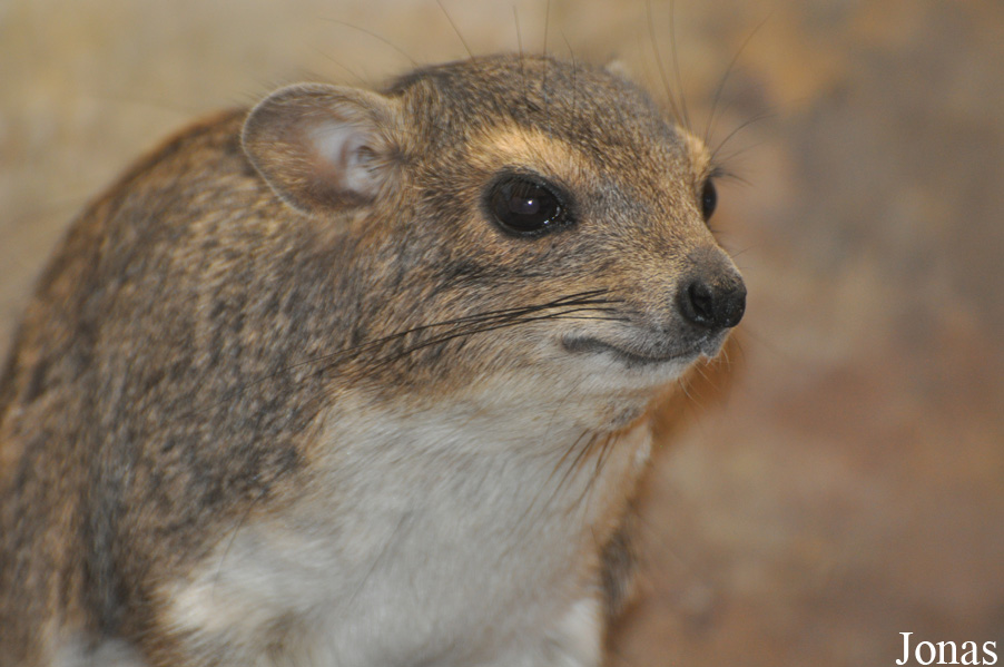 Heterohyrax brucei