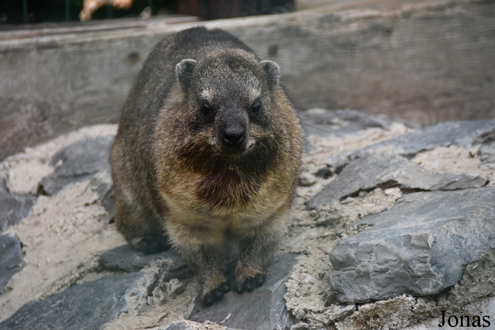 Procavia capensis