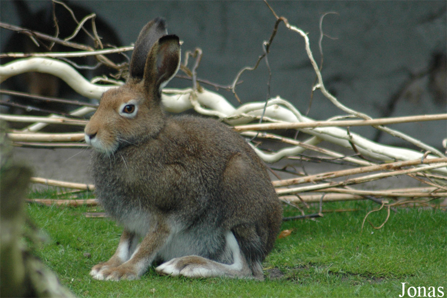 Lepus timidus