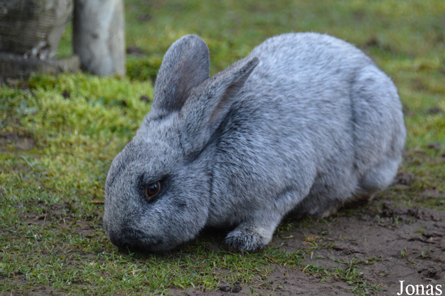 Lapin Argenté de Champagne