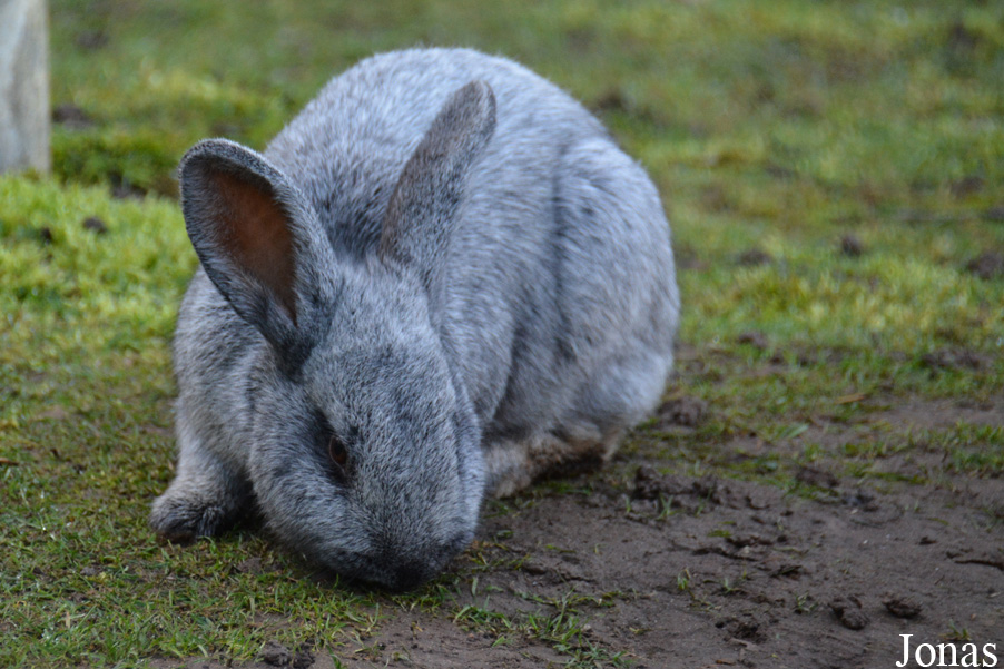Lapin Argenté de Champagne