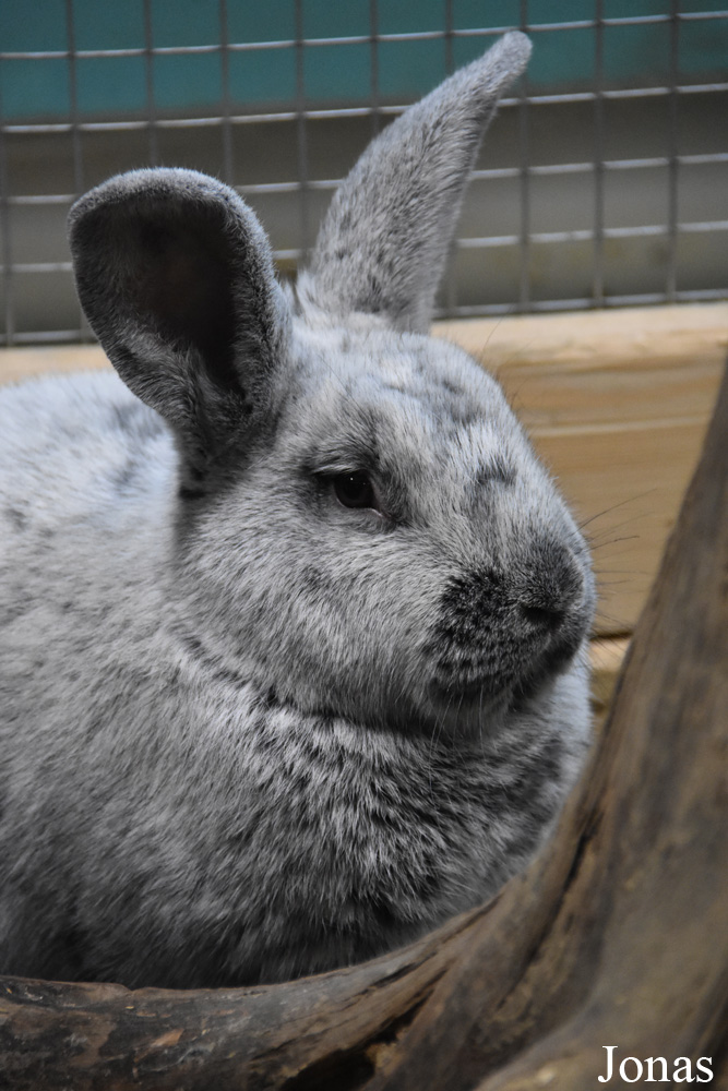 Lapin domestique