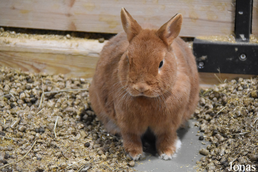 Lapin domestique