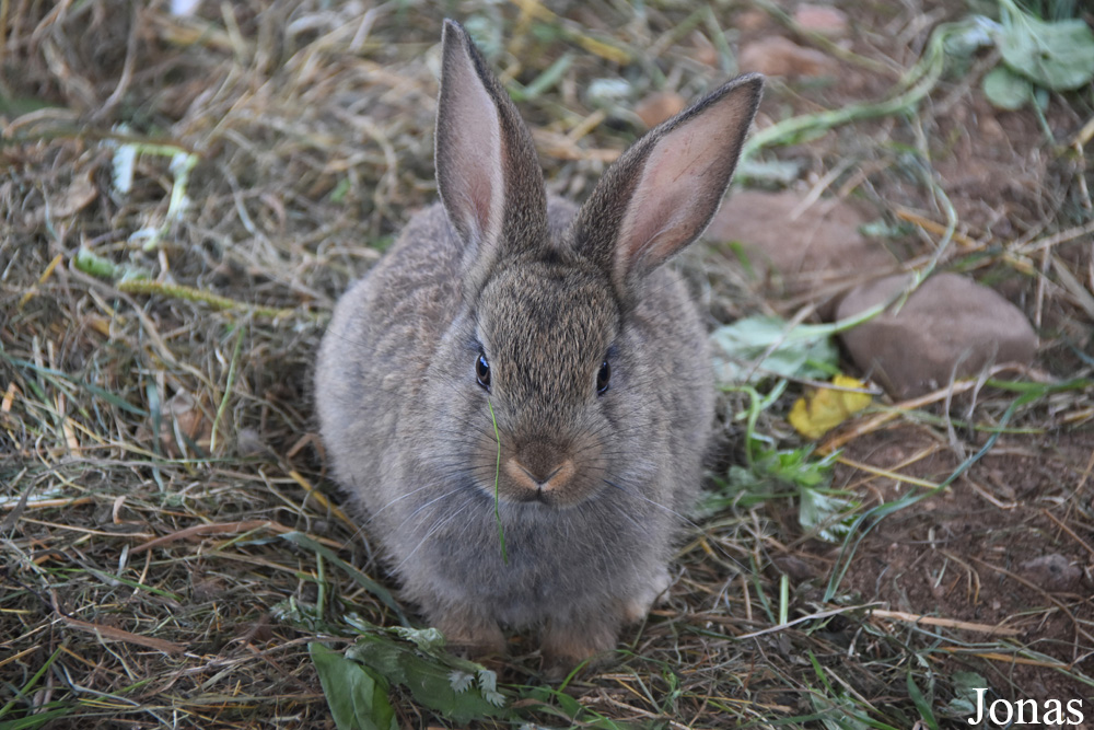 Lapin domestique