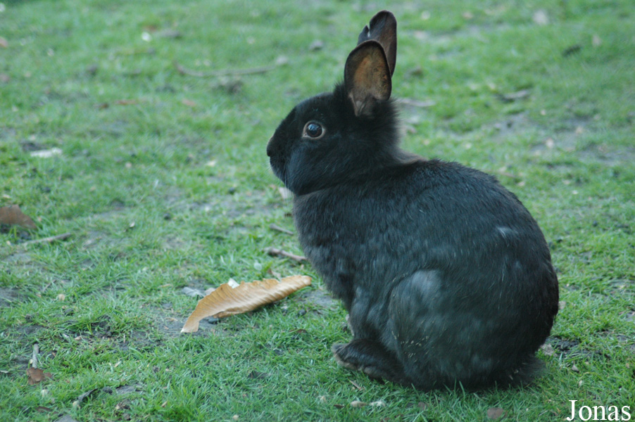 Lapin domestique