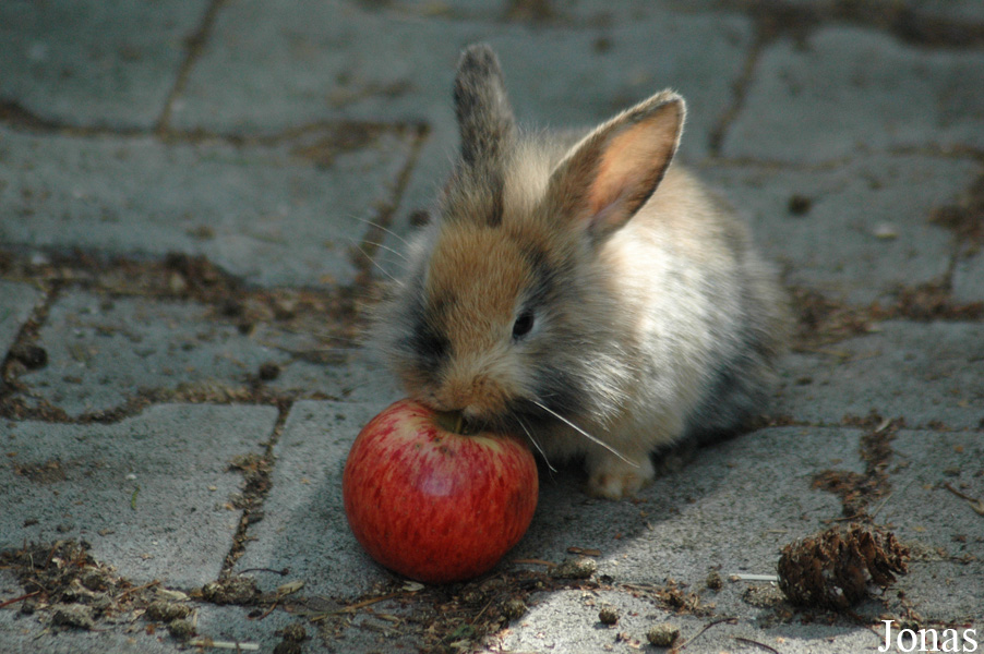 Lapin domestique