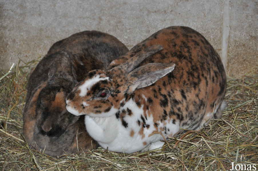 Lapin Rex