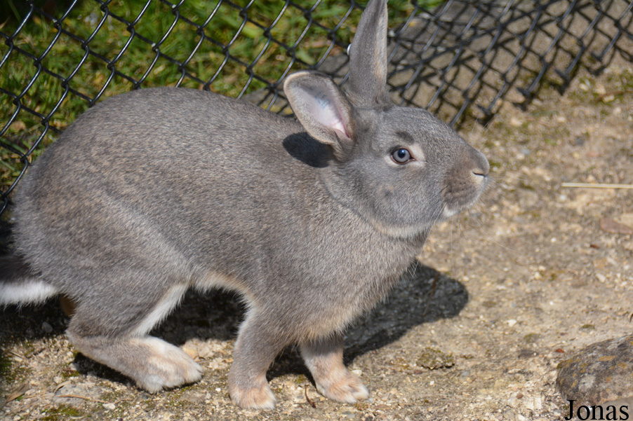 Lapin Schweizer Feh