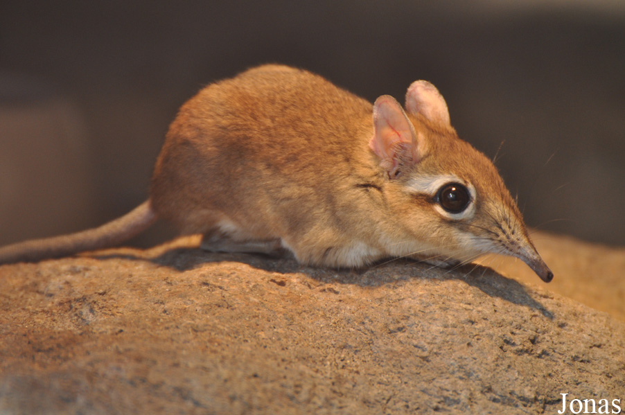 Elephantulus rufescens