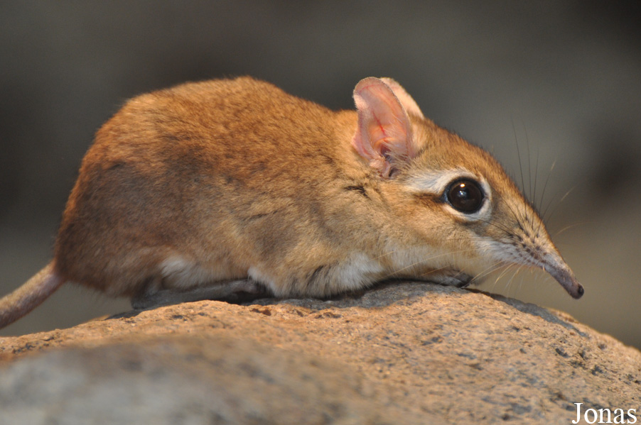 Elephantulus rufescens