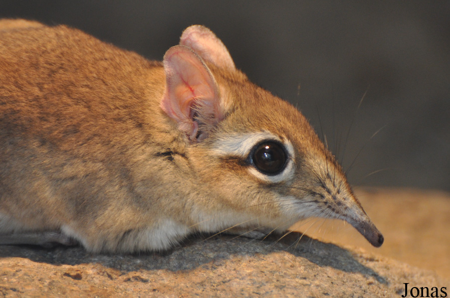 Elephantulus rufescens
