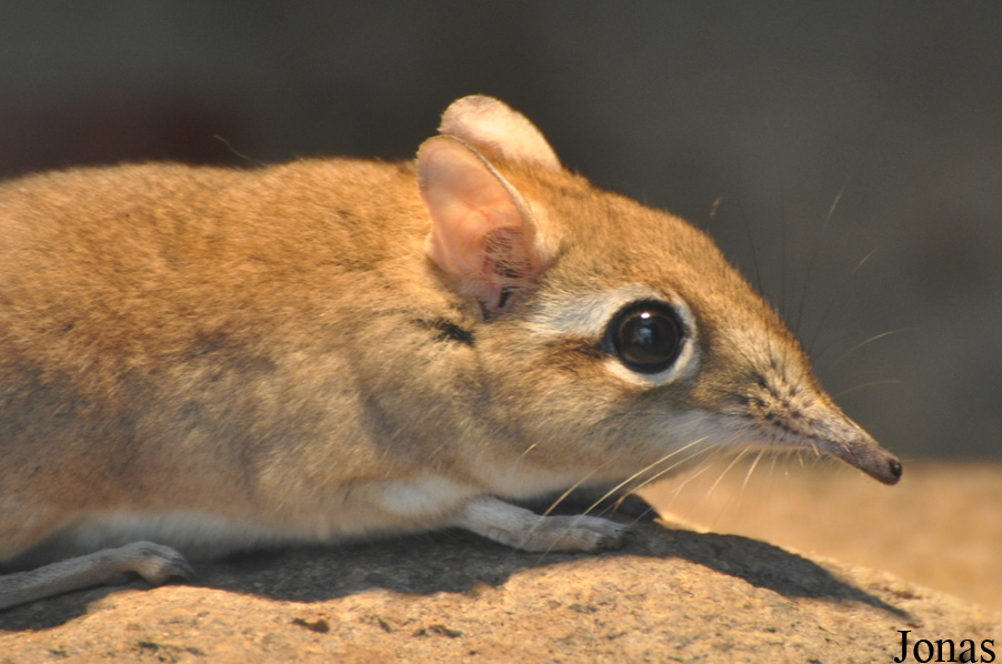Elephantulus rufescens