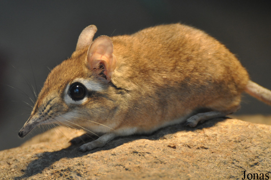 Elephantulus rufescens