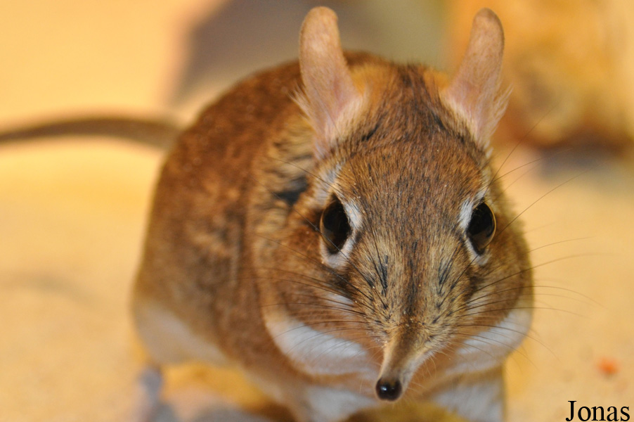 Elephantulus rufescens