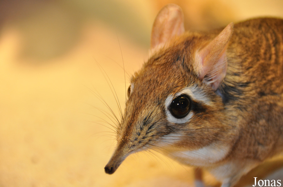 Elephantulus rufescens