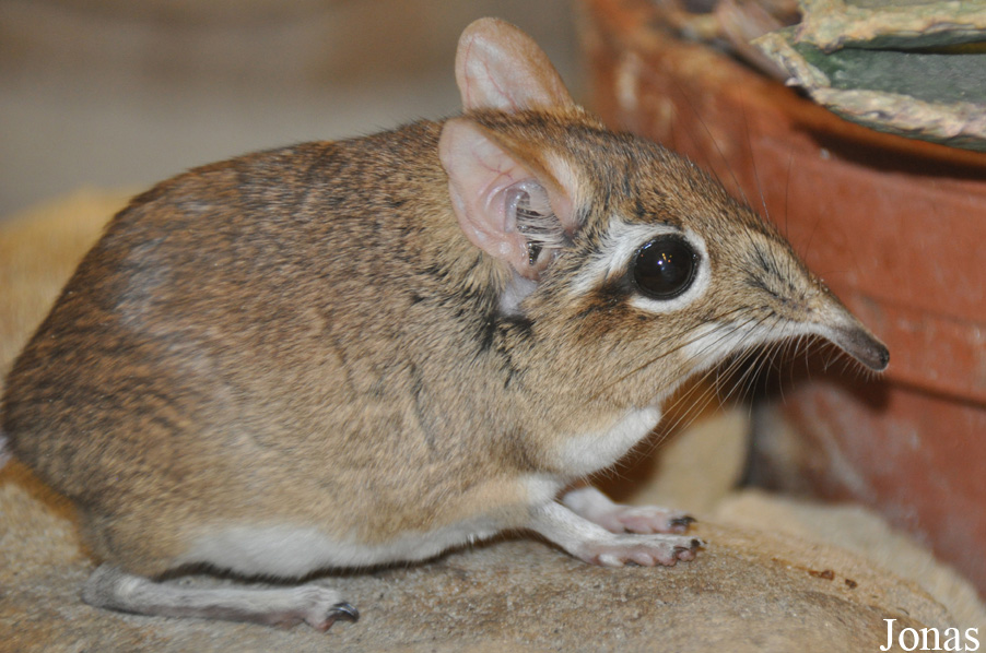 Elephantulus rufescens