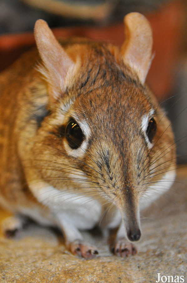 Elephantulus rufescens