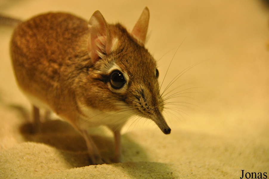Elephantulus rufescens