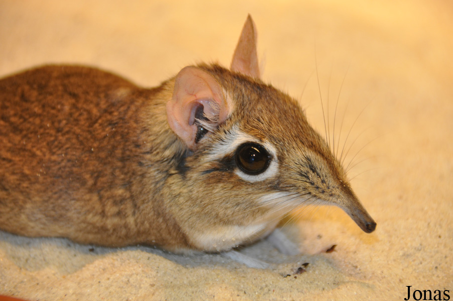 Elephantulus rufescens