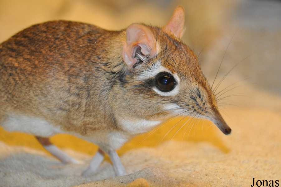 Elephantulus rufescens