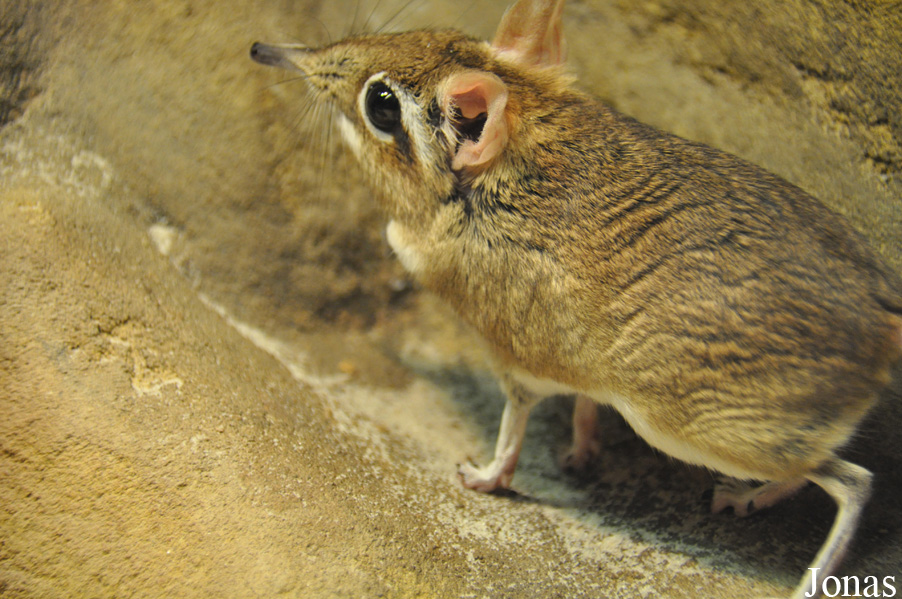 Elephantulus rufescens