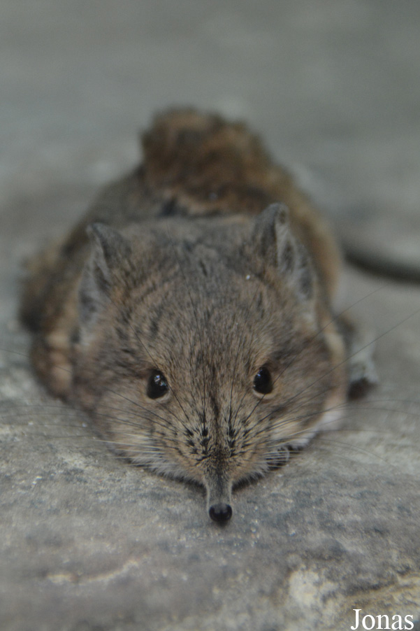 Macroscelides proboscideus