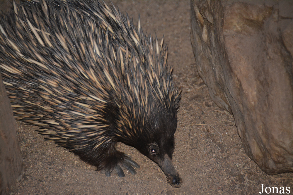 Tachyglossus aculeatus