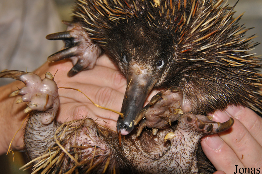 Tachyglossus aculeatus lawesii