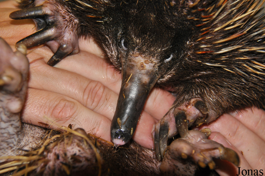 Tachyglossus aculeatus lawesii