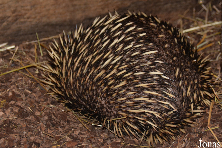 Tachyglossus aculeatus lawesii