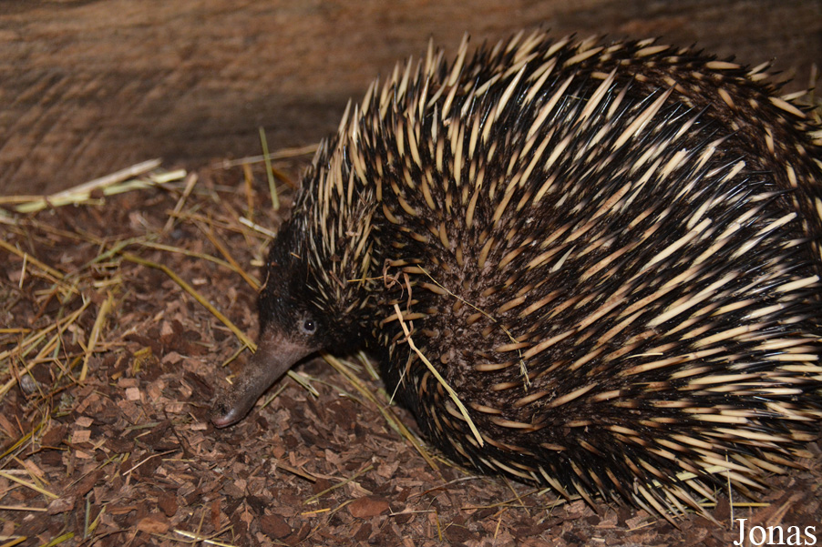 Tachyglossus aculeatus lawesii