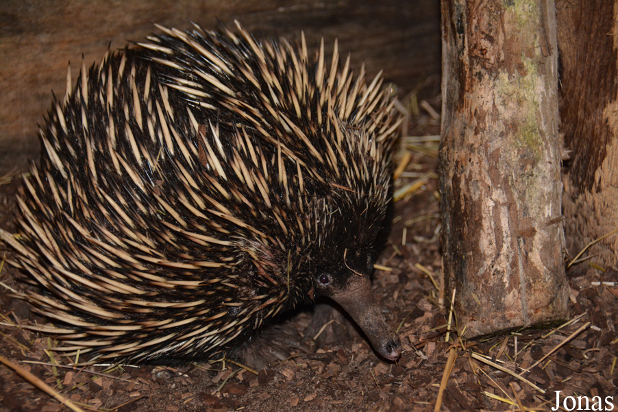 Tachyglossus aculeatus lawesii