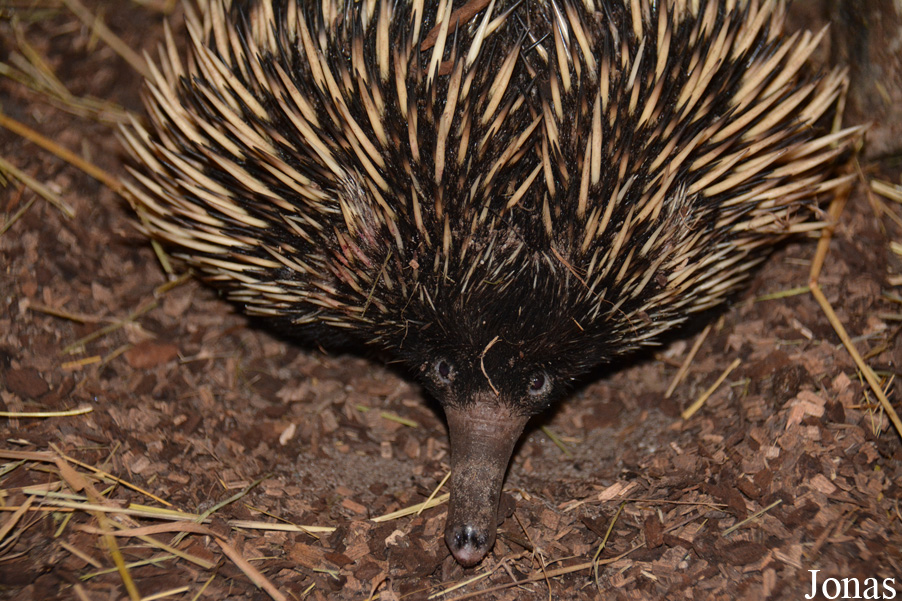 Tachyglossus aculeatus lawesii