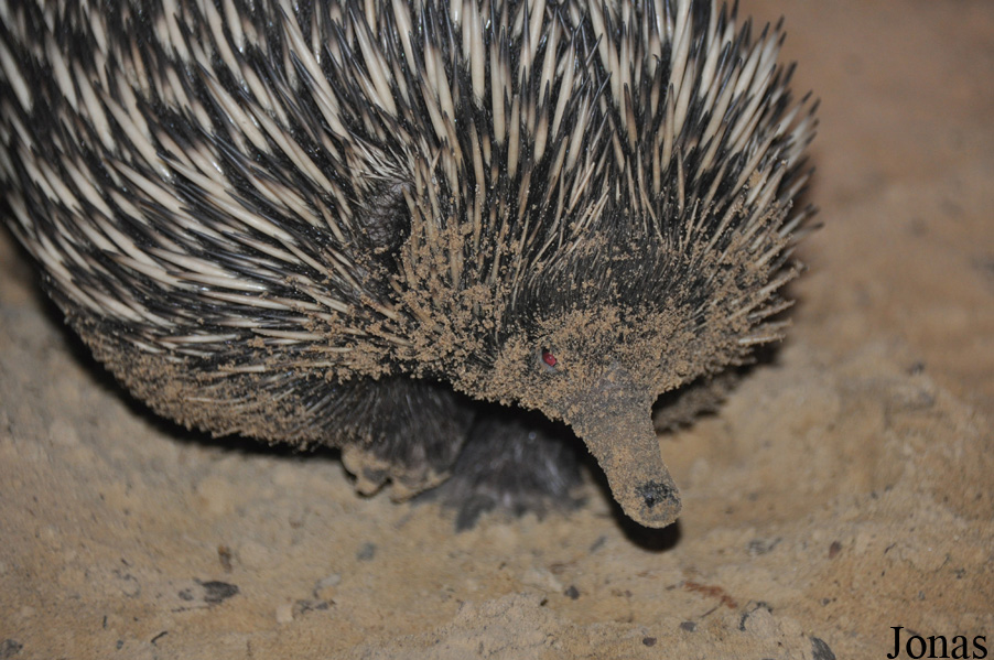 Tachyglossus aculeatus lawesii