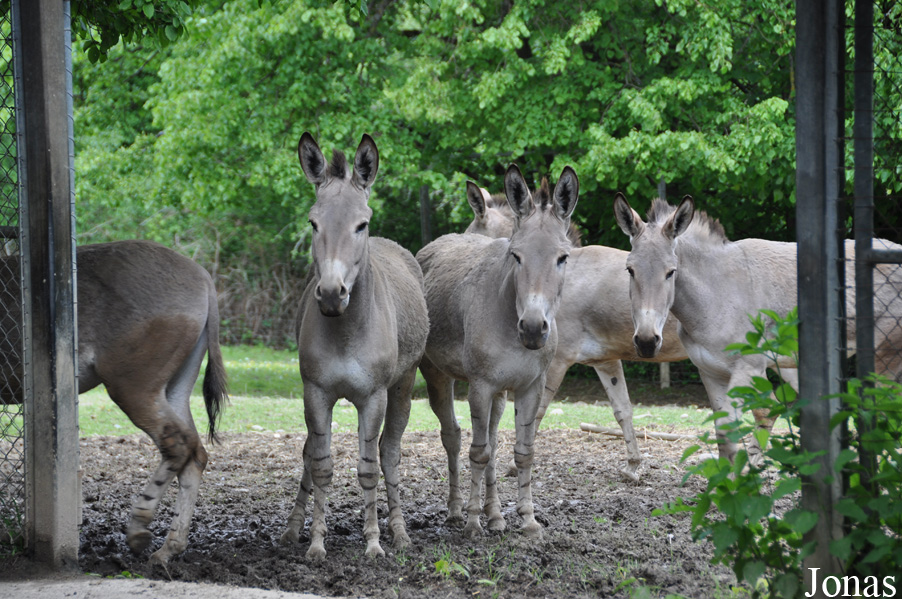 Equus africanus somalicus
