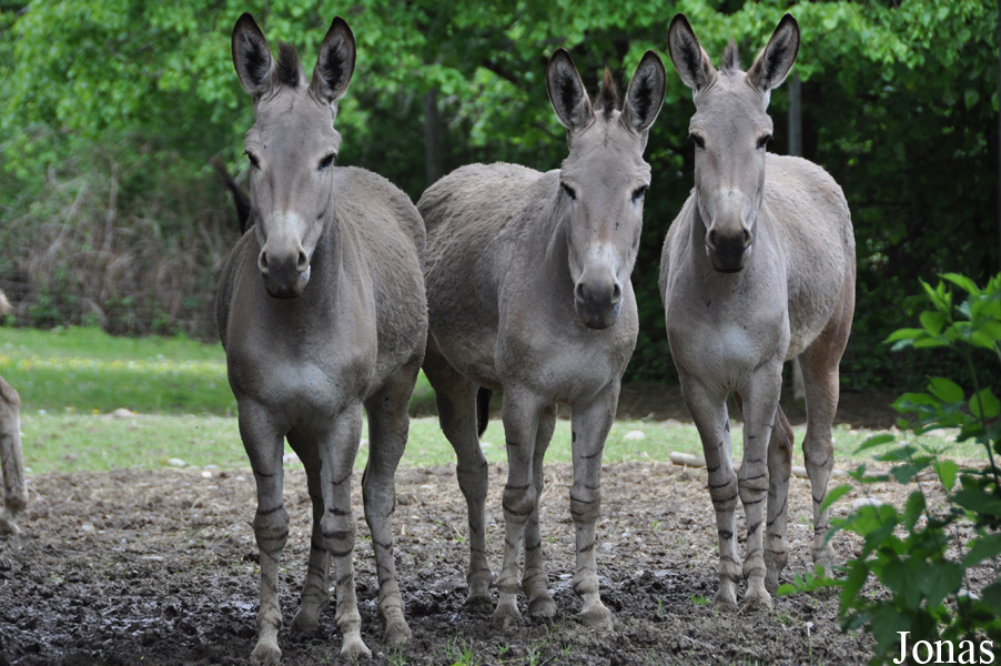 Equus africanus somalicus