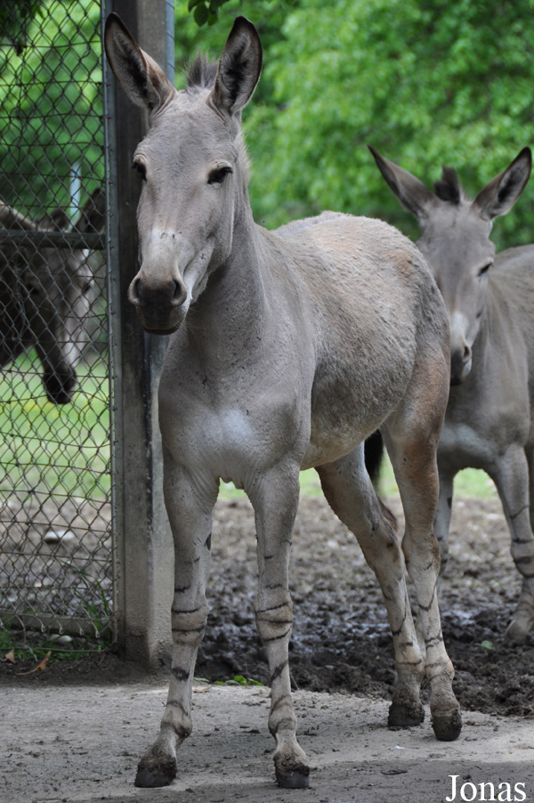 Equus africanus somalicus